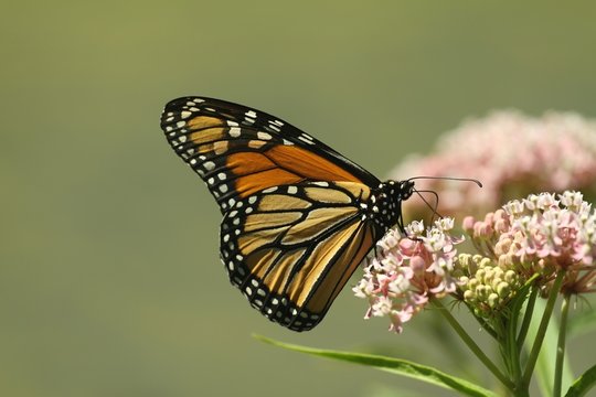 Monarch feeding on milkweed plant