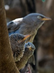 Jungle babbler.