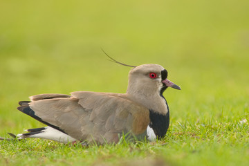 Southern Lapwing (Vanellus chilensis).
