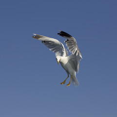 Seagull flying through the blue sky, aiming his food