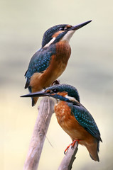 two small birds