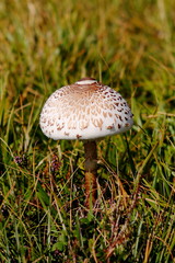 Macrolepiota procera