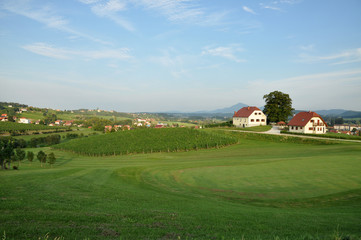 Meadow and Vineyards. Škalce, Slovenia