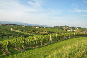Fototapeta na wymiar Meadow and Vineyards. Škalce, Slovenia