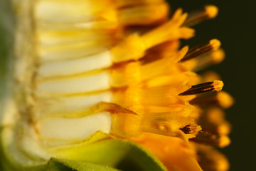 Naklejka premium Break a secret of flower of sunflower