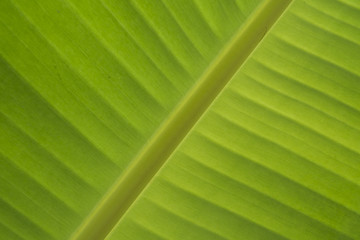 green leaf of banana
