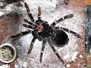 Spider on back