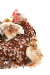 Chicken with little chicks