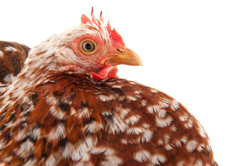 Chicken head