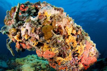 Fototapeta na wymiar Kolorowe zdjęcie Odkrywka Coral podjęte w południowo-wschodniej Florydzie