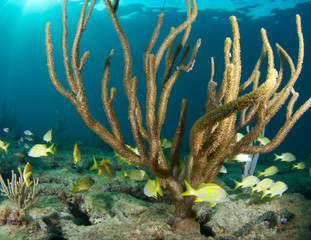 Fototapeta na wymiar Sea Rod na rafie w Broward County, Florida