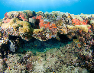 Fototapeta na wymiar Coral Compostion Ledge, zdjęcie zrobione w południowej Florydzie