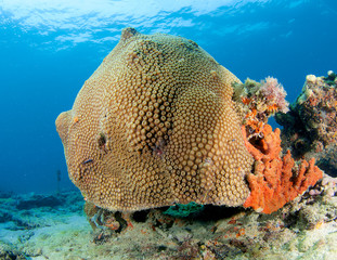 Giant Star Coral(Montastrea cavernosa) Mound