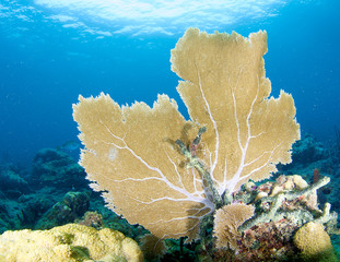 Obraz premium Sea Fan on a coral ledge in Broward County, Florida
