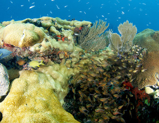 Fish Aggregation, picture taken in Broward County Florida