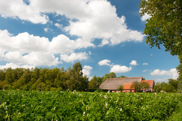 Farm house in landscape with potatoes