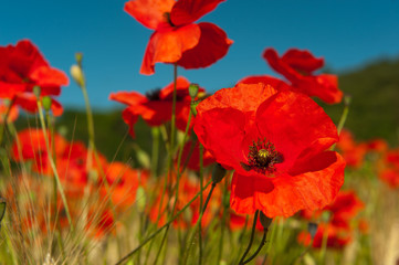 Red poppies in the grain fields