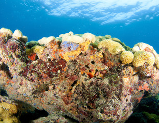 Fototapeta na wymiar Coral Compostion Ledge, zdjęcie zrobione w południowej Florydzie