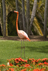 Pink flamingo.