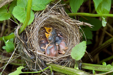 Bird's Nest