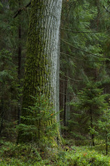 Single old oak tree moss wrapped