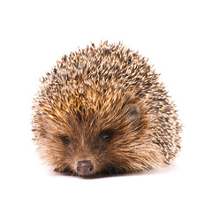 Hedgehog