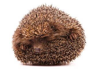 Hedgehog