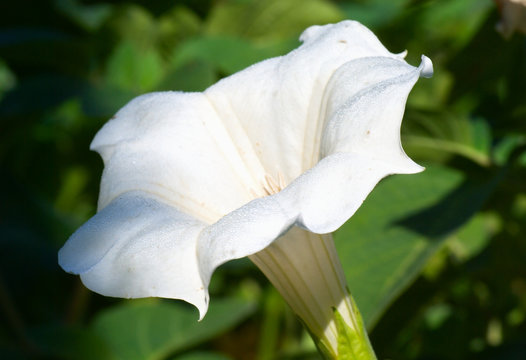Stechapfelbl&uuml;te - Datura