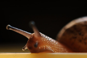 Garden snail © birdmanphoto