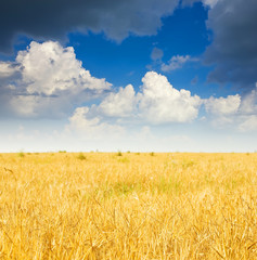 Naklejka premium Summer landscape with rye field
