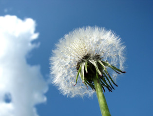 Dandelion against the sky