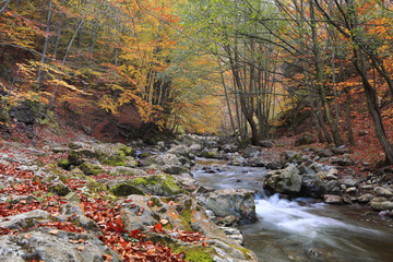 Autumn river