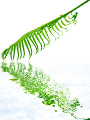 feuille de palmier sagoutier, fond blanc