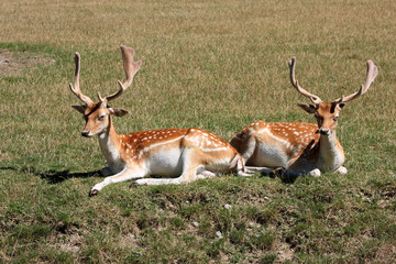 sieste des daims