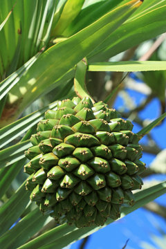 pimpin, fruit comestible du vacoa, &icirc;le de la R&eacute;union
