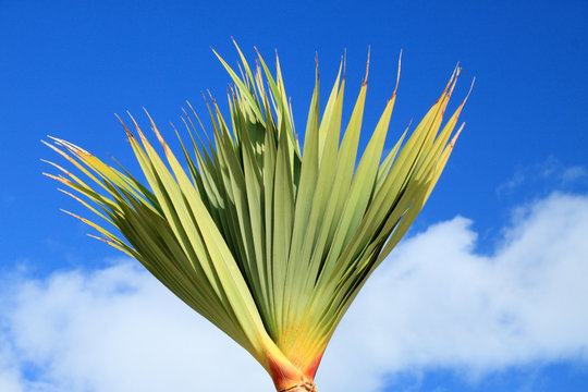 arbre tropical, pandanus utilis, vacoas