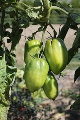 Tomates vertes étranges