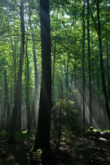 Fototapeta na wymiar Sunbeam entering hornbeam deciduous forest