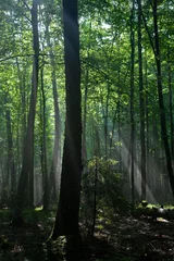  Sunbeam entering hornbeam deciduous forest © Aleksander Bolbot
