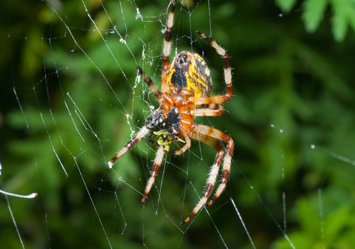 Spider on spider-web 14