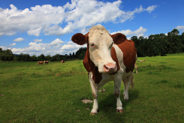 Fototapeta na wymiar brown white freckled cow from bavaria