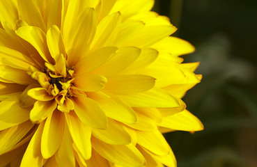 yellow flower on nature background