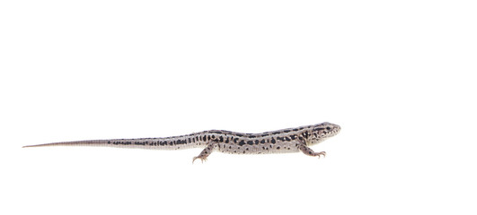 Obraz premium Brown lizard isolated on white background