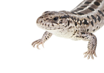 Brown lizard isolated on white background