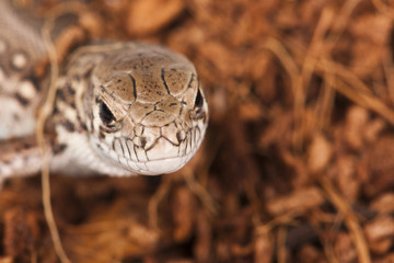 Brown lizard on dirt..