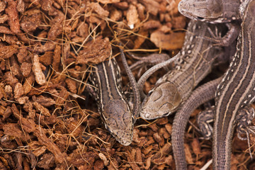 Naklejka premium Brown lizards on dirt..