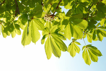 Green leaves of chestnut.