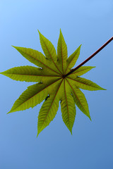 pianta di ricino foglie 1048