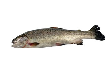 fresh trout