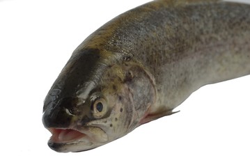 fresh trout